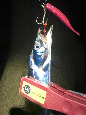 気まぐれタチ！