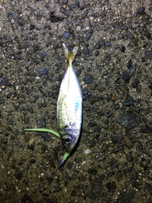 台風後、初アジング