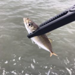 オカズ確保指令（笑）