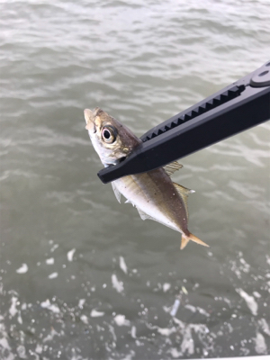 オカズ確保指令（笑）