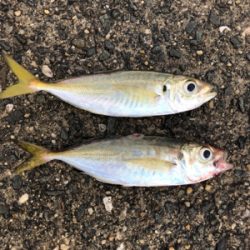 タチウオ時合い後のサバ祭り