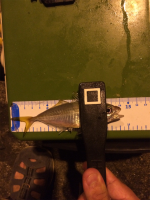 久々のポイント