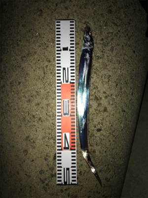 太刀魚は小さいが一投目からヒットする