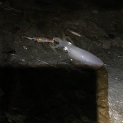 雨でしたが、本場はやはり違いますね。