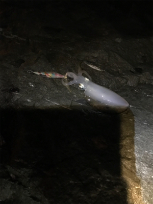 雨でしたが、本場はやはり違いますね。