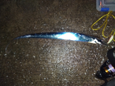 ルアーでタチウオ3GET