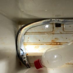 あそこがタチウオ