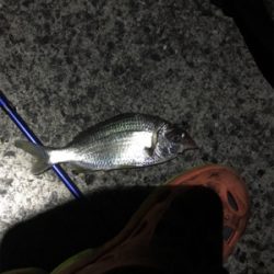 最終日御所浦釣行