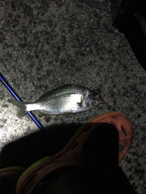 最終日御所浦釣行