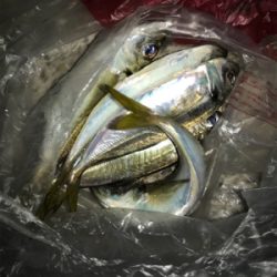 尺アジは何処に行った！