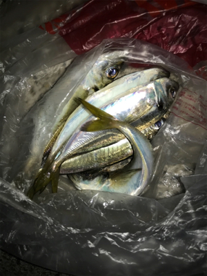 尺アジは何処に行った！