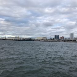 今日はサビキで。