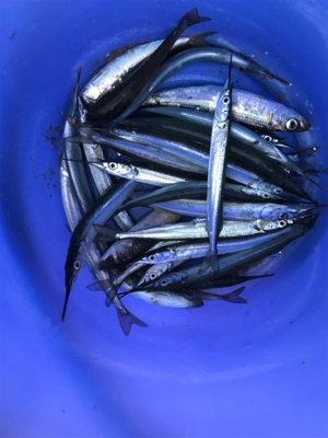 昼から4時間 サヨリ釣り