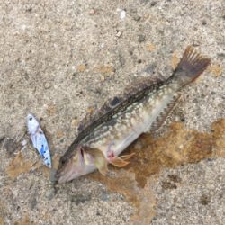 濁りが強く渋かったです