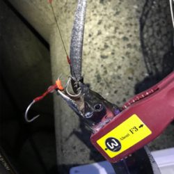 タチウオ、何処へ？