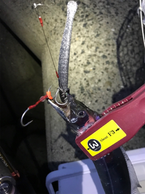 タチウオ、何処へ？