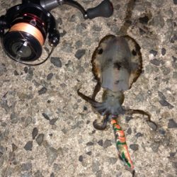 明日の晩ごはん