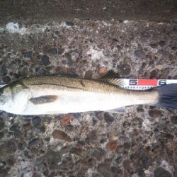 辰巳でシーバスとタチウオ