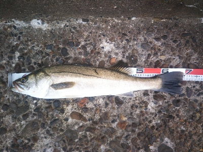 辰巳でシーバスとタチウオ