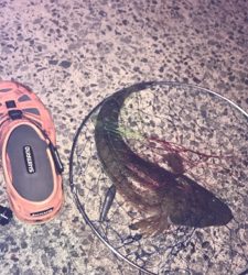 アナゴ釣りでまさかの･･･