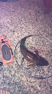 アナゴ釣りでまさかの･･･