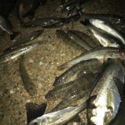 ハゼ釣り