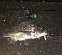 チヌ釣り