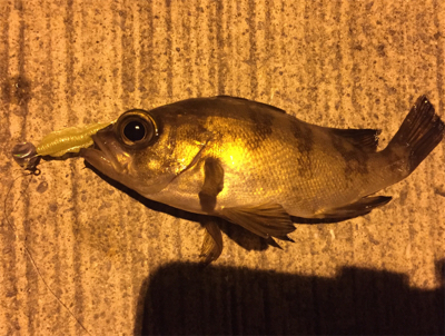 粘ったんですが小メバル1匹でした