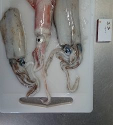 串本大島でデイエギング