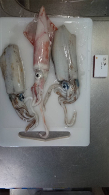 串本大島でデイエギング