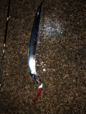 タチウオベルトサイズ