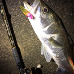 シーバススーパーボイル！