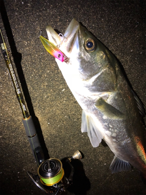 シーバススーパーボイル！