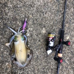 アオリイカ調査