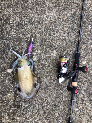 アオリイカ調査