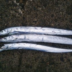 辰巳でタチウオ