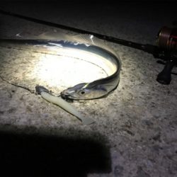 安定のタチウオ