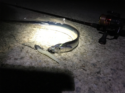 安定のタチウオ