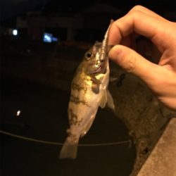 遠征ついでにメバリング