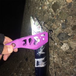 2018年タチウオゲーム開幕