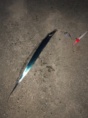 アオリを求めて(和歌山由良編)