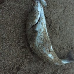 久々のシーバス