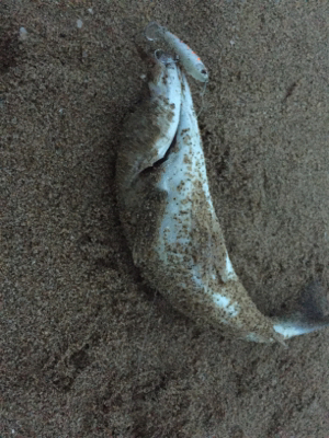 久々のシーバス