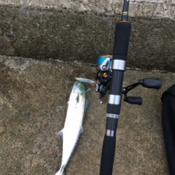 サゴ・サゴ・ガッシー