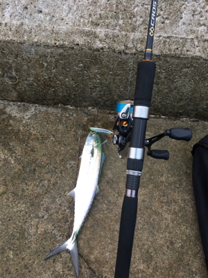 サゴ・サゴ・ガッシー