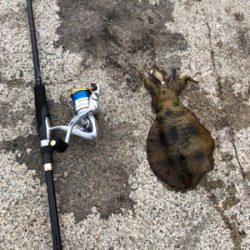 サイズアップしてました