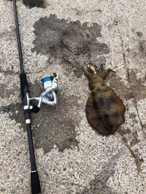 サイズアップしてました