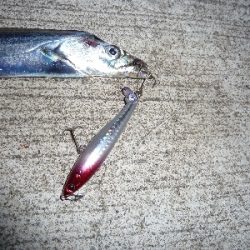 ちょっとだけタチウオ。