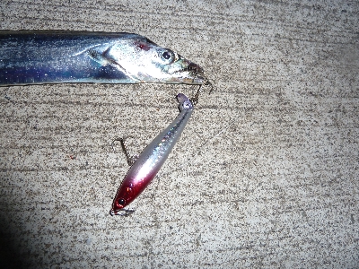 ちょっとだけタチウオ。