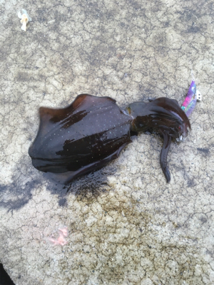 仕事前の新子調査